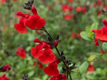 royal bumble