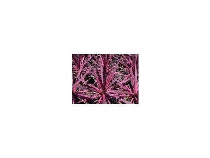 Dračinka 'Paso Doble' - Cordyline australis 'Paso Doble'