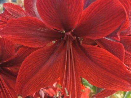 red amazone