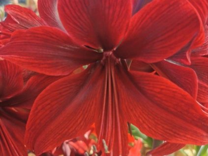 Amarylis 'Red Amazone'