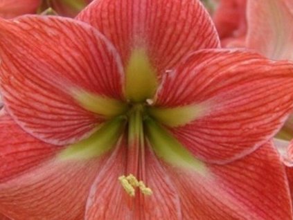 Amarylis 'Terracotta Star'