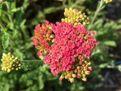 Rebríček obyčajný SKYSAIL 'Bright Pink'- Achillea millefolium SKYSAIL 'Bright Pink'