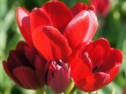 Tulipán 'Fiery Club'