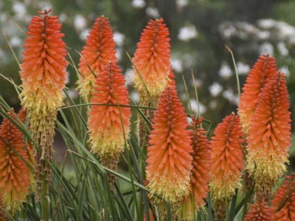 Mnohokvět PYROMANIA 'Backdraft' - Kniphofia PYROMANIA 'Backdraft'