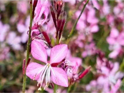 Gaura lindheimeri 'Geyser Pink' - Gaura lindheimeri 'Geyser Pink'