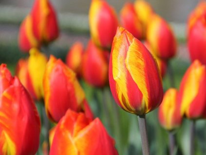 Tulipán 'Flair'