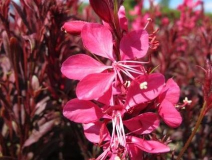 Gaura lindheimeri 'Gambit Compact Pink' - Gaura lindheimeri 'Gambit Compact Pink'