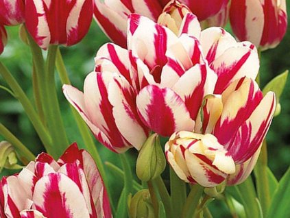 Tulipán 'Flaming Club'