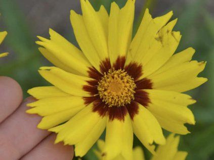 sunkiss