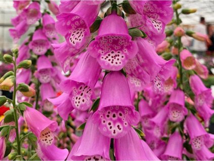Náprstník 'Pink Panther' - Digitalis 'Pink Panther'
