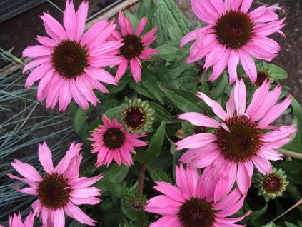 Echinacea 'Mooodz Courage' - Echinacea 'Mooodz Courage'