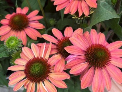 Echinacea 'Mooodz Satisfy' - Echinacea 'Mooodz Satisfy'
