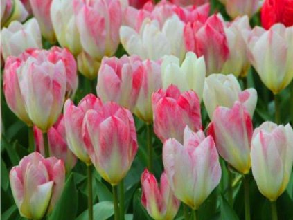 Tulipán 'Flaming Purissima'