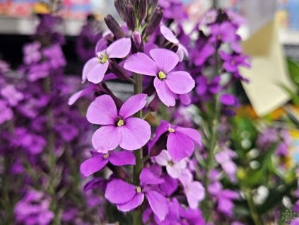 Trýzol linifolium 'Bowles Mauve' - Erysimum linifolium 'Bowles Mauve'