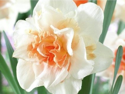 Narcis 'Replete'