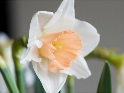 Narcis 'Pink Pride'