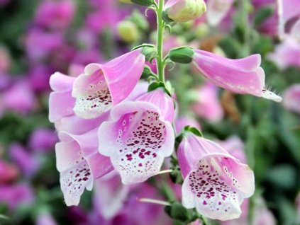 Náprstník 'Lucas Pink' - Digitalis 'Lucas Pink'