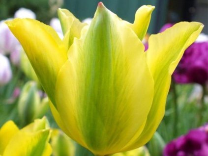 Tulipán 'Formosa'