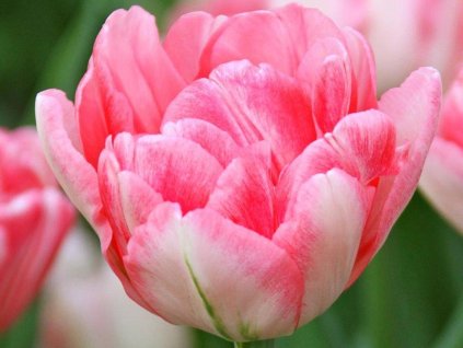 Tulipán 'Foxtrot'