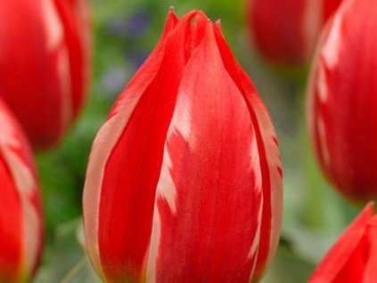 Tulipán 'Friendly Fire'