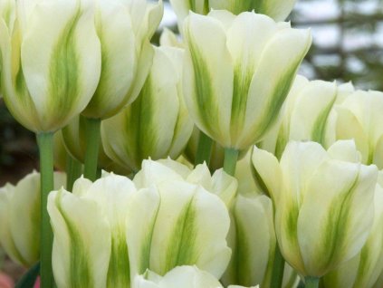 Tulipán 'Green Spirit'