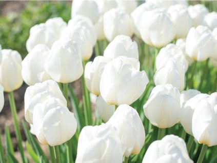 Tulipán 'Hakuun'