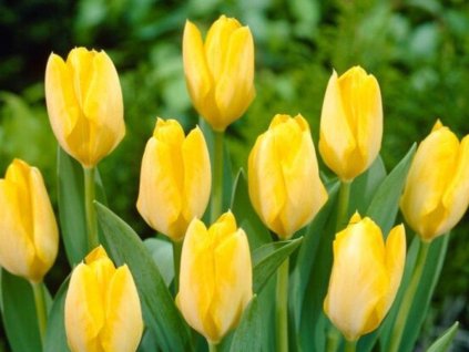 Tulipán 'Yellow Purissima'