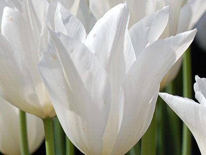 white triumph