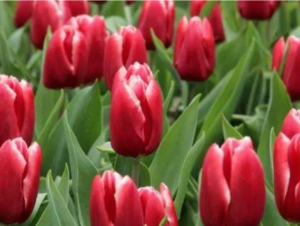 Tulipán 'Vampire'