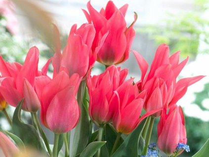 Tulipán 'Toronto'