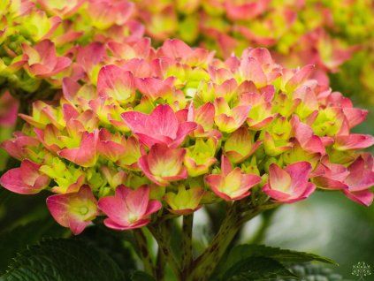 Hydrangea Hy Pe Red (1)