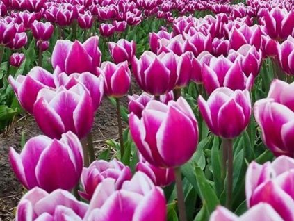 Tulipán 'Synaeda Blue'