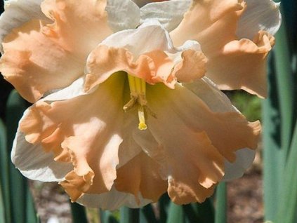Narcis 'Cum Laude'