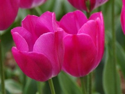 Tulipán 'Sweet Rosy'