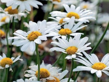 Kopretina Leucanthemum 'Western Star Taurus'