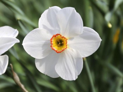 Narcis poeticus 'Actaea'