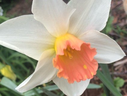Narcis 'Accent'