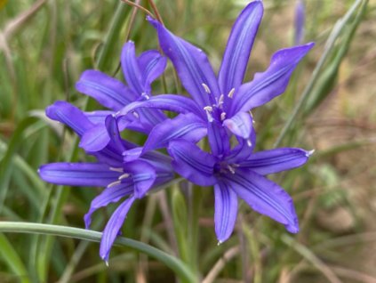 Ixiolirion 'Tataricum Pallasii'