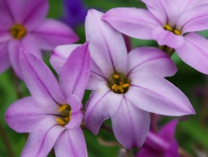 Ipheion 'Tessa'