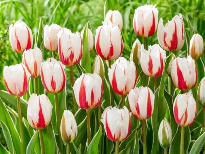 Tulipán 'Salsa'