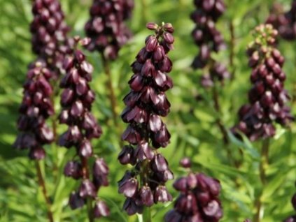 Rebčík perzský 'Purple Dynamite'