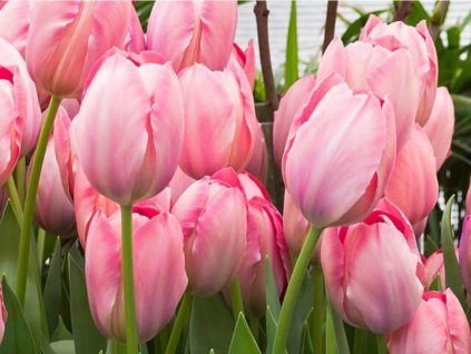 Tulipán 'Salmon van Eijk'