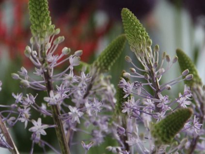Ladonka sibírska 'Blue Arrow'