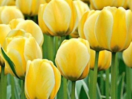 Tulipán 'Jaap Groot'