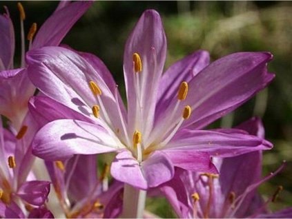 Ocún 'Purpureum'
