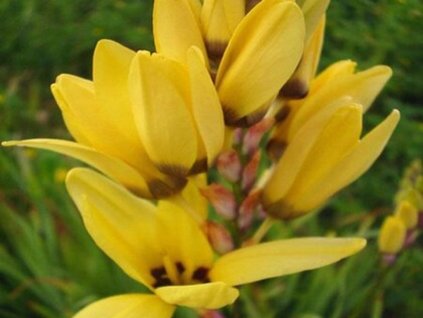 Tigrice 'Yellow Emperor'