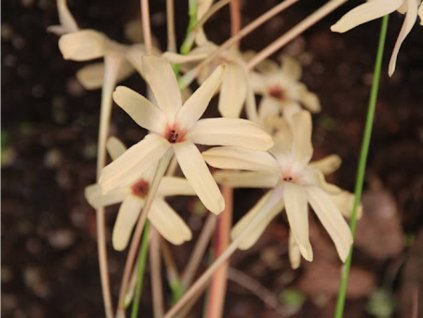 Tigrice 'Eos'