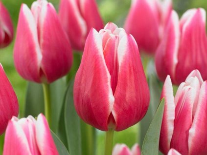 Tulipán 'Leo Visser'