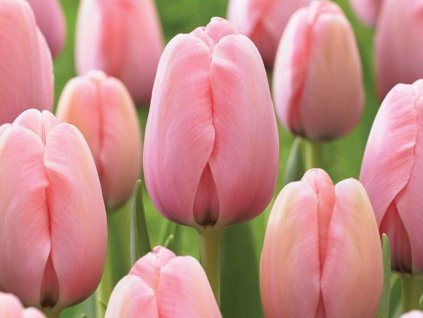 Tulipán 'Salmon Impression'