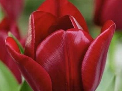 Tulipán 'National Velvet'